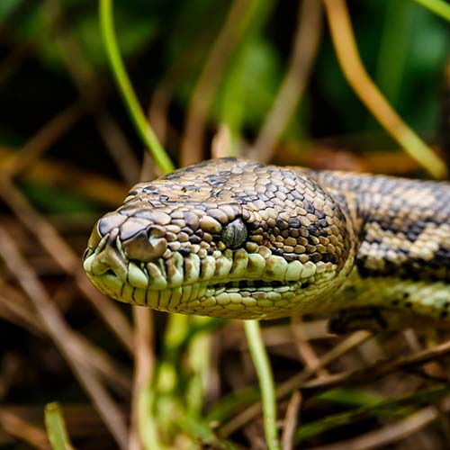 Snake Catcher Albany Creek. Picture of a Coastal Carpet Pythons Head