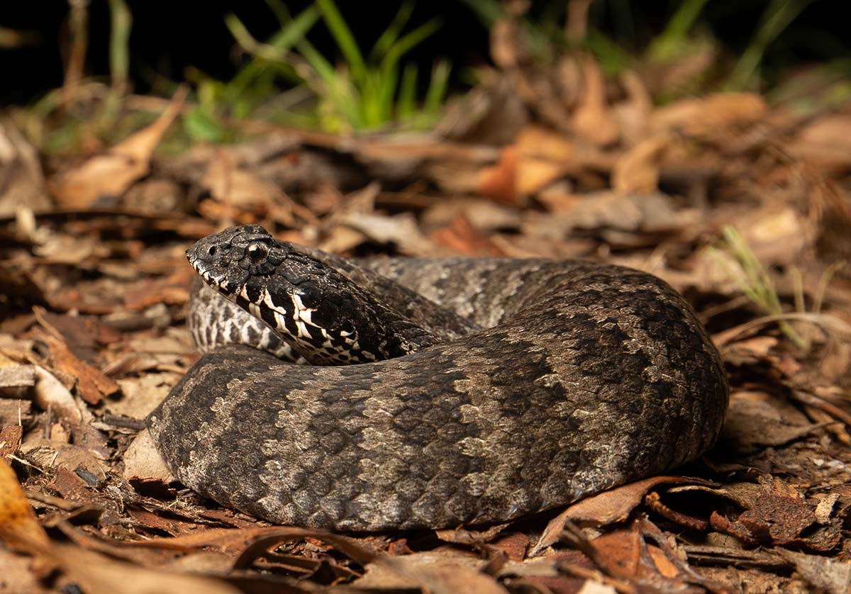 Snake Catcher Brisbane North