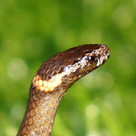 Dwarf-crowned snake profile pic of head