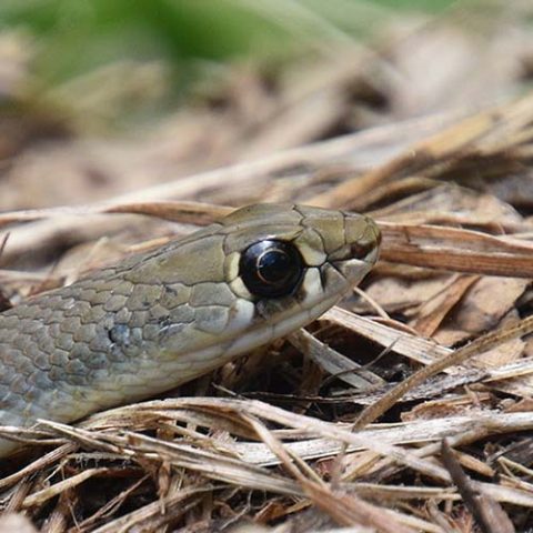 Yellow faced whip profile pic of head